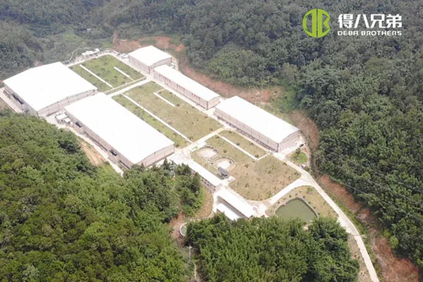 ãSistem pemberian makan cairãGuangdong Zhaoqing 20.000 penggemukan 10.000 peternakan babi penyapihan.