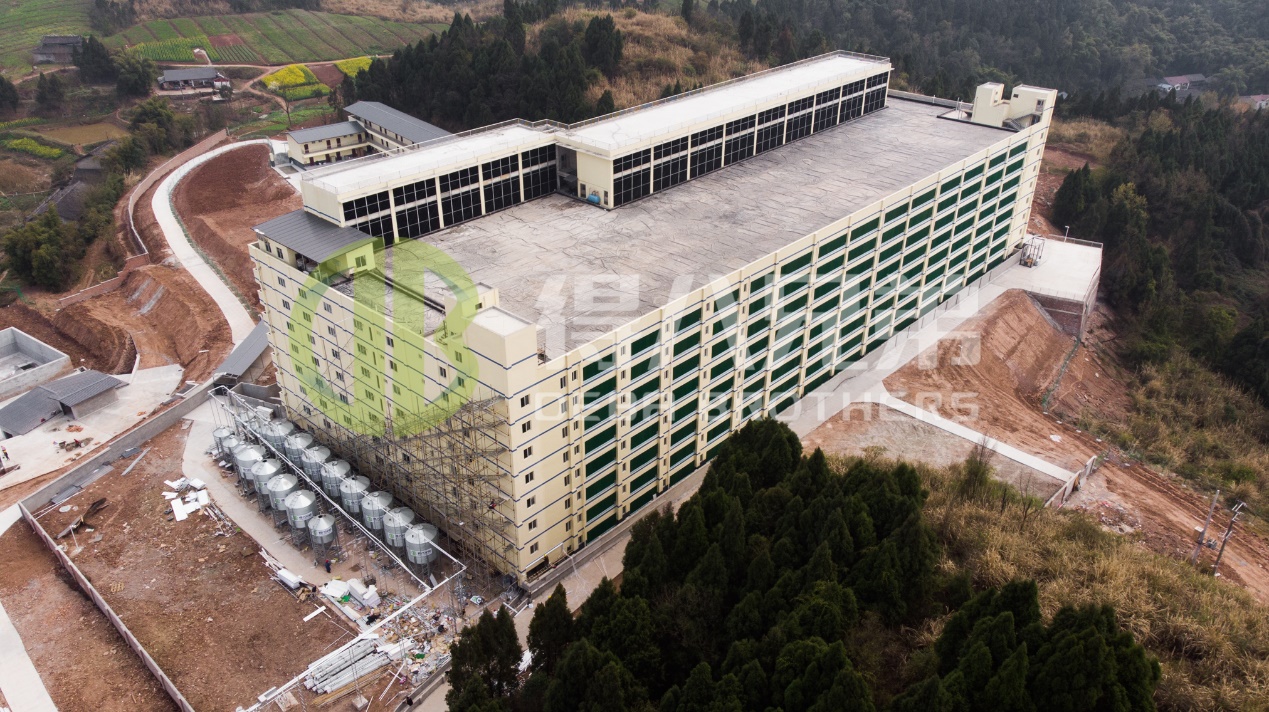 Cara Meningkatkan Kualitas Lingkungan dalam Desain Peternakan Babi Modern