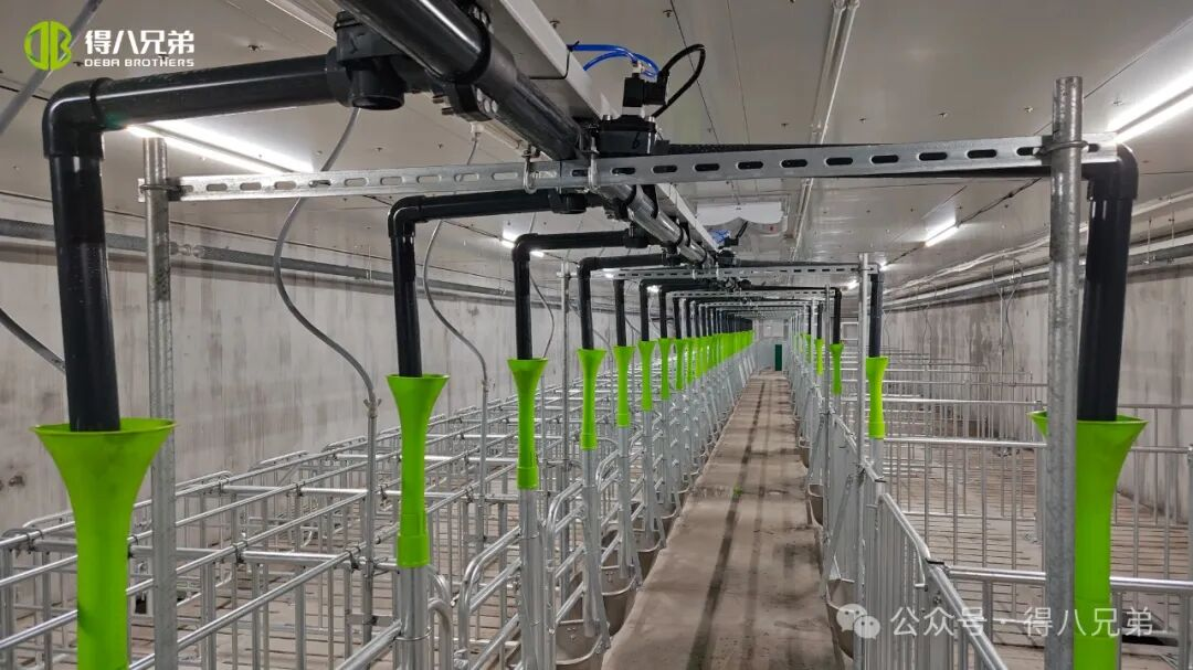 Pangkalan Demonstrasi Pembibitan dan Budidaya Babi Hitam Deba Brother Licha - Operasi Terintegrasi 2.000 Induk Babi, 50.000 Penyembelihan Tahunan, 67.000 meter persegi