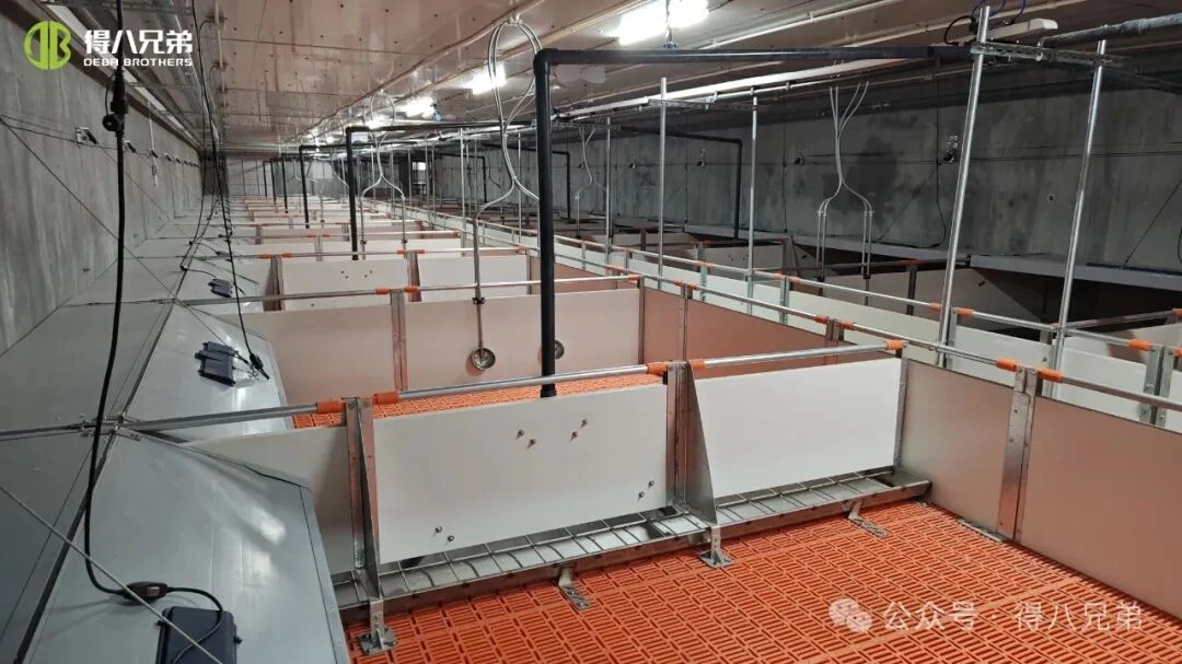 Pencegahan & Pengelolaan Stres Panas di Peternakan Babi Saat Cuaca Panas