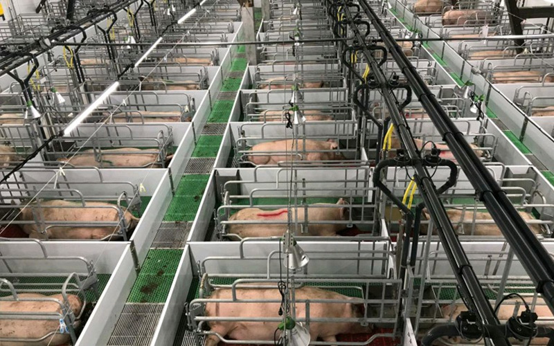 Nutrisi yang Tepat & Manajemen Ilmiah: Memberdayakan Pembibitan Babi yang Sedang Hamil Secara Efisien — Debabrother Membantu Peternakan Babi Meningkatkan Kualitas dan Efisiensi