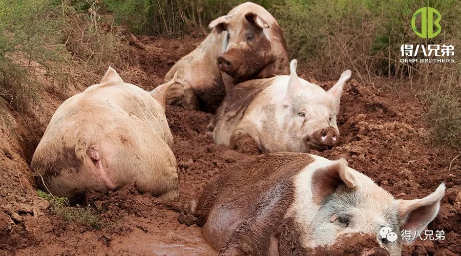 Pengaruh Stres Panas terhadap Kesehatan Usus, Sistem Kekebalan Tubuh dan Kualitas Daging Babi