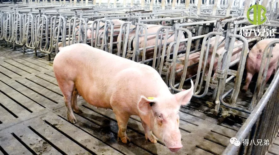 Pengaruh Pakan Fermentasi pada Babi yang Berkelahiran